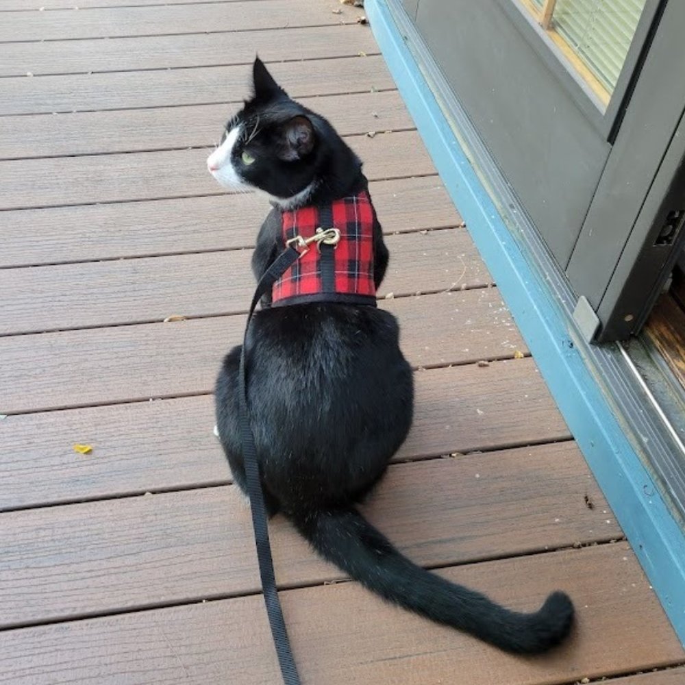 5/$25 - NEW MARKDOWN - Puptech Harness for Small Cats or Dogs - Size M